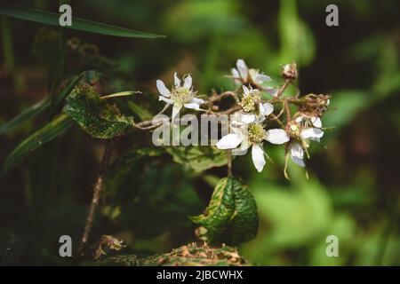 White raspberry blossoms with a light brown bug on one of them Stock Photo