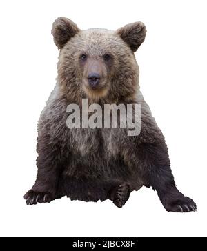 Brown young isolated bear on white background Stock Photo