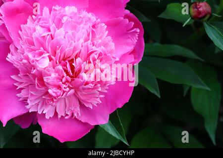 close-up of a beautiful fully bloomed pink peony against a dark green background, copy space Stock Photo
