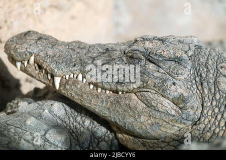 Crocodile, fed, sleeping in the midday sun. Stock Photo