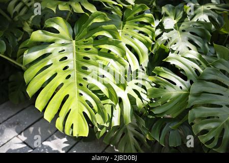 Monstera deliciosa split-leaf philodendron plant native to Mexico great for  humidifying air outdoors in indoors Stock Photo - Alamy