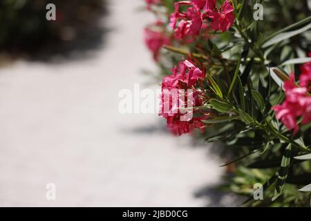 Nerium oleander tough, long-flowering, ornamental shrub or informal hedge provides an effective screen in a Southern landscape, fragrant but poisonous Stock Photo