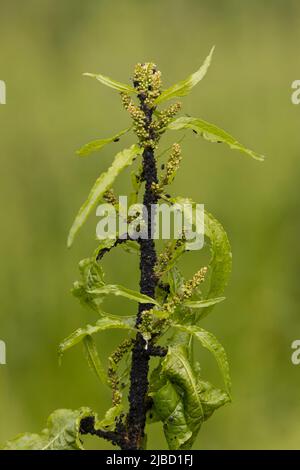 Black bean aphid (Aphis fabae) on dock leaf, Suffolk, England, May Stock Photo