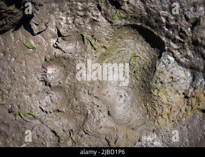 black bear foot track in mud close-up Stock Photo