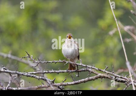 Common Nightingale (Luscinia megarhynchos) adult male singing, Suffolk, England, May Stock Photo