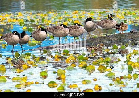 A row of Canada Geese (Branta canadensis) sleeping on a log amongst water lilies. Stock Photo