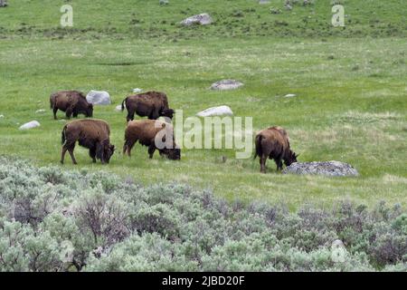 Small herd of American Bisons, bison bison, feeding on prairie grass in the Yellowstone National Park, Wyoming, USA. Majestic wild animal of North Stock Photo