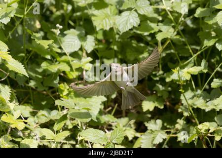 Garden warbler Sylvia borin, adult flying, Suffolk, England, June Stock Photo