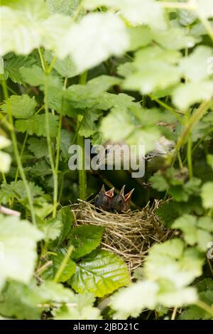 Garden warbler Sylvia borin, adult at nest with chicks, Suffolk, England, May Stock Photo
