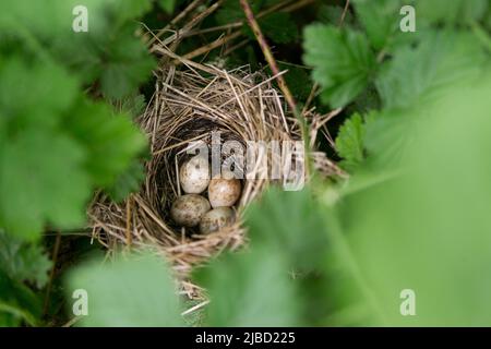 Garden warbler Sylvia borin, nest containing 4 eggs, Suffolk, England, May Stock Photo