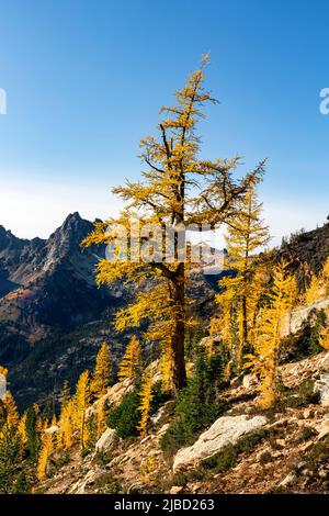 Subalpine larch (larix lyallii) growing at timberline in a talus slope ...