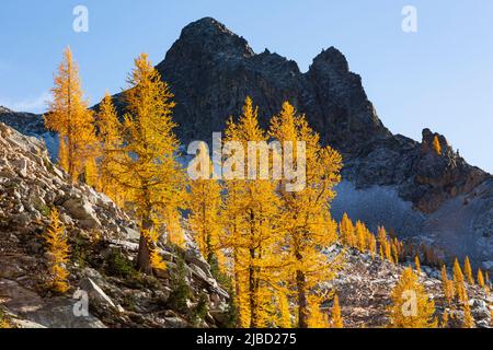WA21641-00....WASHINGTON - Alpine Larch trees in fall color below the Early Winters Spires in the Okanogan - Wenatchee National Forest. Stock Photo