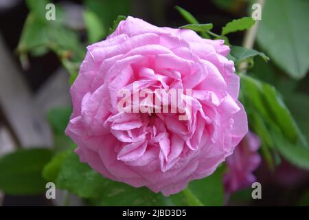 Rosa Coupe d'Hebe Stock Photo