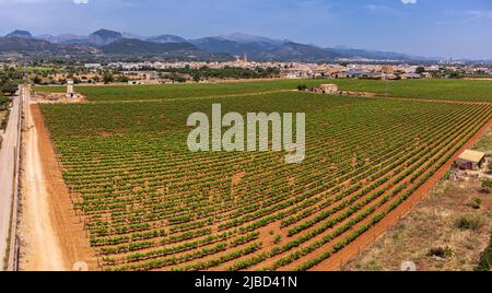 spring vineyard field, wineries José L. Ferrer, Binissalem, Majorca, Balearic Islands, Spain Stock Photo