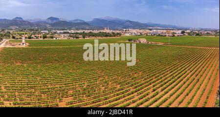 spring vineyard field, wineries José L. Ferrer, Binissalem, Majorca, Balearic Islands, Spain Stock Photo