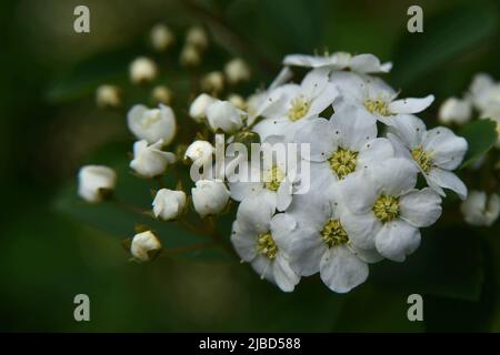The flowers of Spiraea Crenata Stock Photo