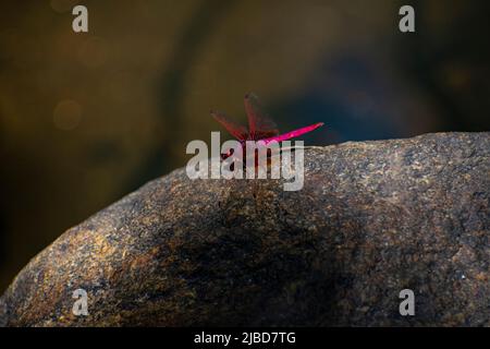 Dragon Fly creative photography Stock Photo
