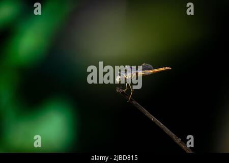 Dragon Fly creative photography Stock Photo