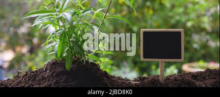 Lemon verbena herb and empty text label. Aloysia citrodora fresh aromatic and therapeutic plant, herbal tea and culinary use. Stock Photo