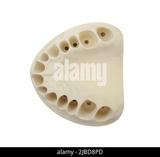 Human jaw model with teeth isolated on black background Stock Photo - Alamy