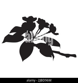 Pear blossom. Flowering pear tree branch, blooming spring nature, vector. Stock Vector