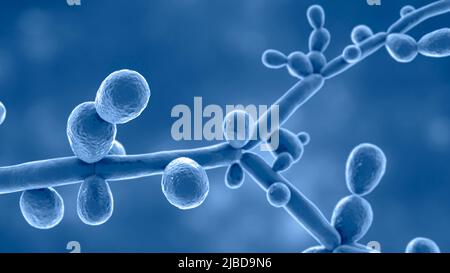 Candida tropicalis yeasts, illustration Stock Photo