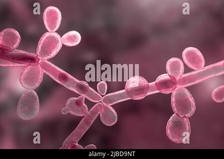 Candida tropicalis yeasts, illustration Stock Photo