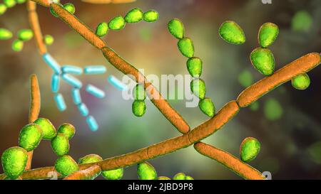 Trichosporon fungus, illustration Stock Photo