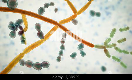 Trichosporon fungus, illustration Stock Photo