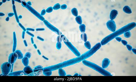 Trichosporon fungus, illustration Stock Photo