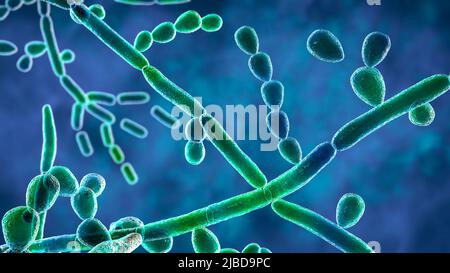 Trichosporon fungus, illustration Stock Photo