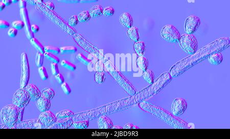 Trichosporon fungus, illustration Stock Photo