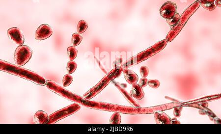 Trichosporon fungus, illustration Stock Photo