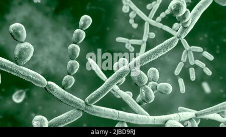 Trichosporon fungus, illustration Stock Photo