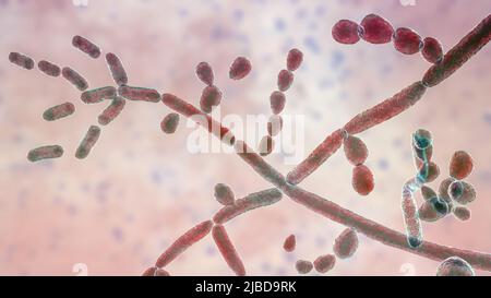 Trichosporon fungus, illustration Stock Photo - Alamy