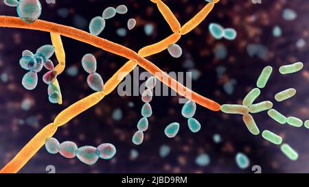 Trichosporon fungus, illustration Stock Photo - Alamy