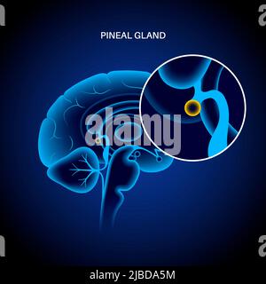 Pineal gland, illustration Stock Photo - Alamy