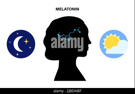 Sleep wake cycle, illustration Stock Photo - Alamy