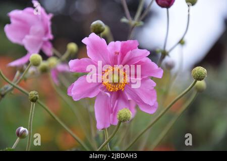 Anemone hupehensis var japonica Prinz Heinrich Stock Photo