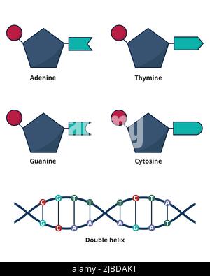 General concept of DNA structure. DNA nucleotids as bases: adenine, cytosine, guanine and thymine. Stock Vector