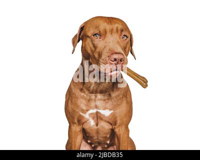 Lovable, pretty brown puppy, holding a bone. Close-up, indoors. Day light. Concept of care, education, obedience training and raising pets Stock Photo