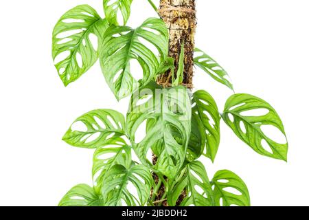 Monstera Adansonii or Monstera Monkey Mask established on the moss pole isolated on white Stock Photo