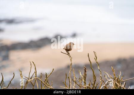 Single Wren Bird on Bracken on cliff edge silhouette with white sky and sea in background Stock Photo