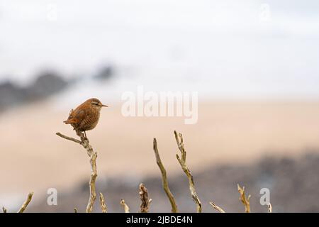 Single Wren Bird on Bracken on cliff edge silhouette with white sky and sea in background Stock Photo