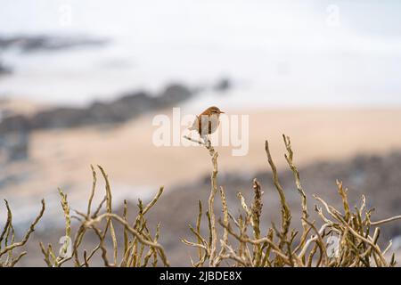 Single Wren Bird on Bracken on cliff edge silhouette with white sky and sea in background Stock Photo