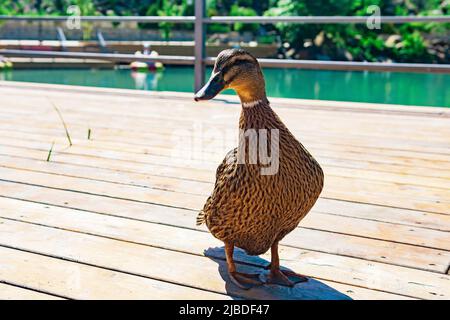 friendly mallard duck close-up in the park Stock Photo