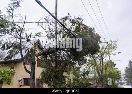 A severed tree is caught in overhead power lines in a residential street after a severe storm with gale winds. Property damage and insurance concept. Stock Photo