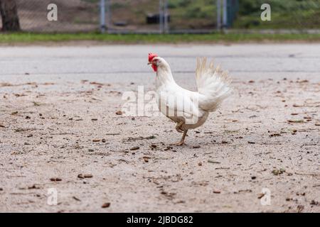 Ground level perspective with focus on a single white chicken with raised leg standing in road. Side profile view with copy space on all sides. Stock Photo