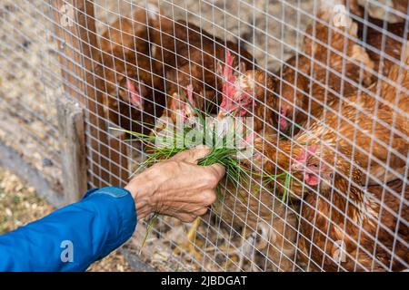 High angle close up view on the arm and hand of an elderly person, feeding chickens with freshly picked grass through the mesh of an enclosed pen. Stock Photo