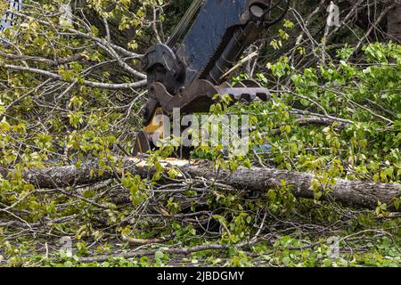 Close up view on the pincer bucket of a hydraulic digger at work, clearing the carriageway after gale winds blow debris and tree trunks into road. Stock Photo